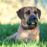 Handmade Adjustable Artisan Embroidered Dog Collar, Western Genuine Leather Pet Collar